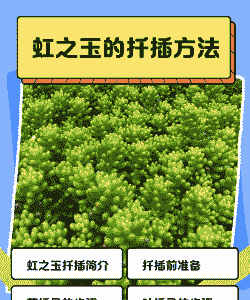 虹之玉夏天可以扦插吗