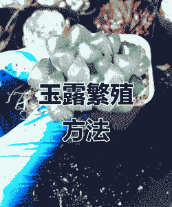 玉露怎样扦插和繁殖