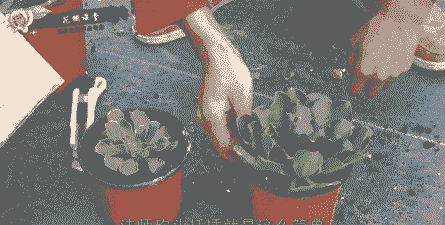 多肉老桩如何砍头控型