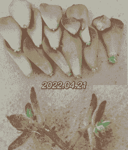 冬天多肉叶插多久发芽