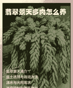 翡翠景天多肉发黄怎么办