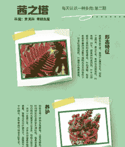 茜之塔多肉怎么养