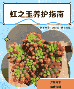 虹之玉夏天怎么养护