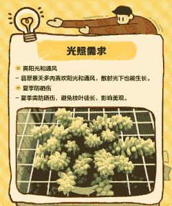 翡翠景天怎么避免翻盆不掉叶子