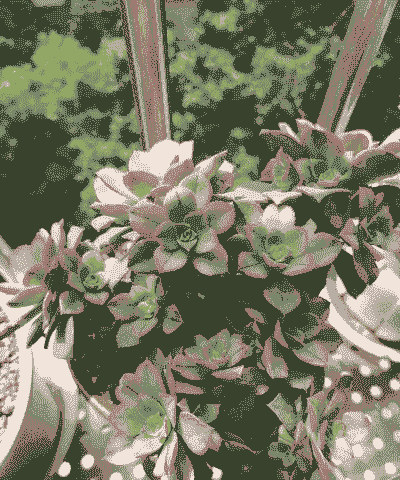 清盛锦多肉怎么养