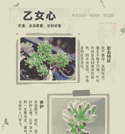 乙女心多肉怎么养