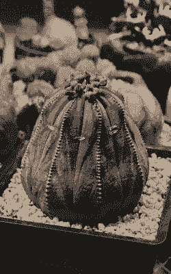 布纹球多肉可以长多大