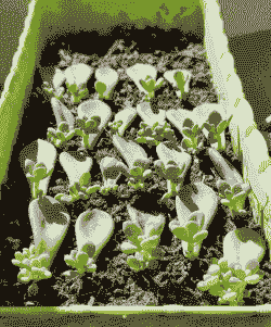 哪些多肉可以叶插