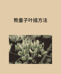 熊童子平铺叶插方法