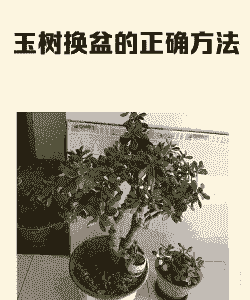 玉树换盆后要浇水吗