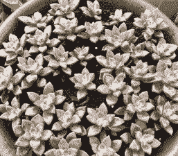 姬胧月夏天能服盆吗