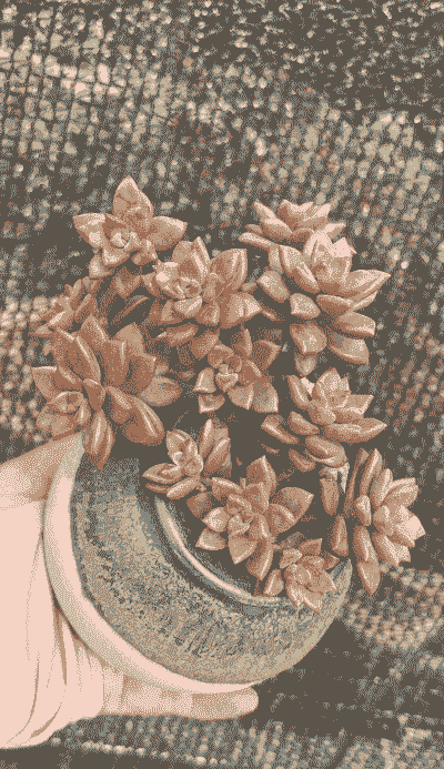 姬胧月夏天可以露养吗