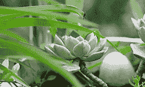 宝石花夏天可以晒太阳吗?