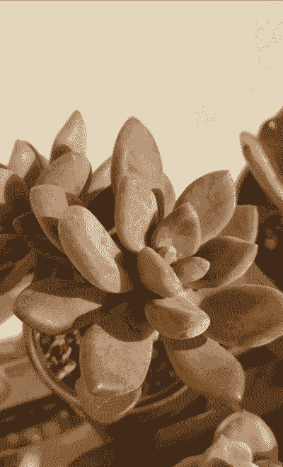 冬美人多肉耐寒吗