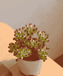 乙女心的特点是什么