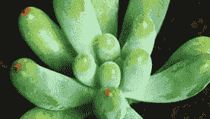 乙女心夏天叶子掉完了