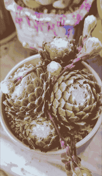 蛛丝卷绢多肉怎么养