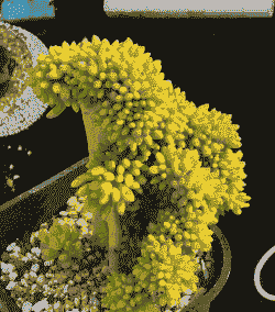 乙女心夏天休眠吗