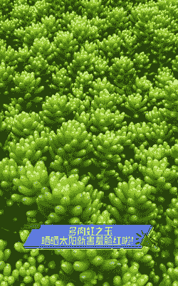 虹之玉夏天可以晒太阳吗