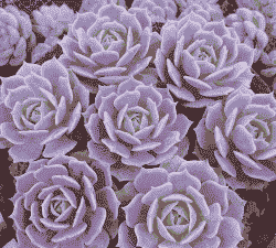 露娜莲怎么养成多头