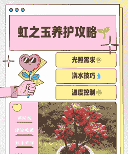 虹之玉怎么扦插