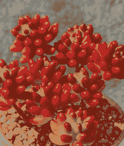 虹之玉怎么爆盆