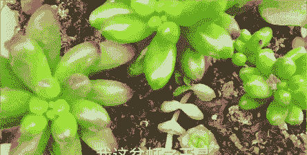 虹之玉的扦插方法