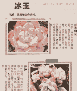 多肉植物所代表的花语