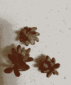 虹之玉的生长过程