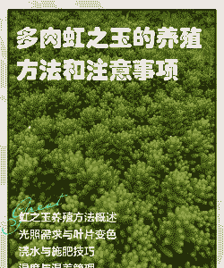 虹之玉锦的养殖方法和注意事项
