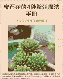 宝石花怎么繁殖