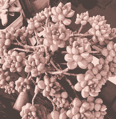 姬秋丽如何变红