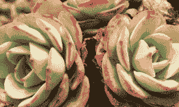 玉蝶冬天怕冷吗