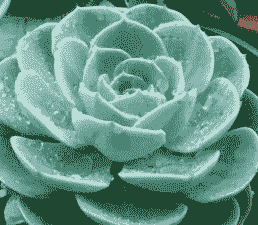 玉蝶冬天可以扦插吗