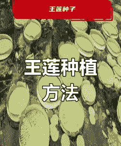 王莲怎么种植