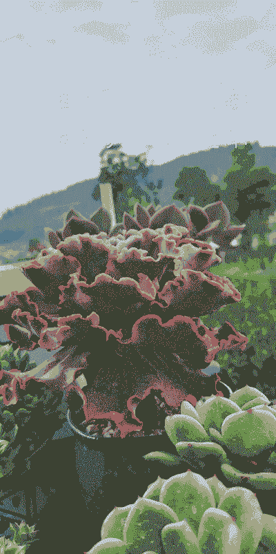 高砂之翁怎么养成多头