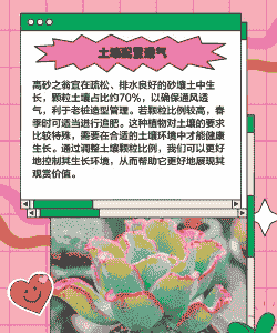 高砂之翁多肉怎么养