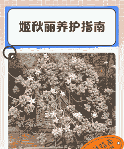 姬秋丽夏天能换盆吗