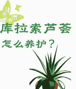 芦荟如何养爆盆