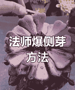 法师怎么爆侧芽