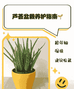 小芦荟怎么养
