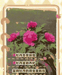 牡丹花入冬前施什么肥