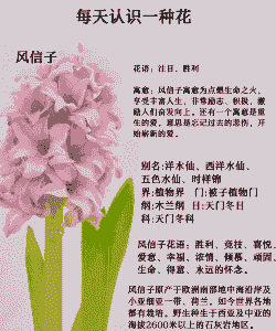 风信子的花语