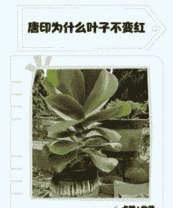 唐印为什么叶子不变红