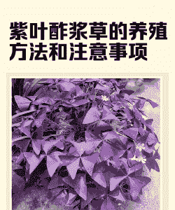 欧紫的养殖方法和注意事项