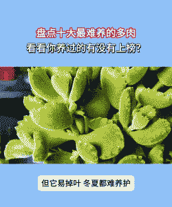 六种最难养的多肉