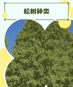 松树的种类