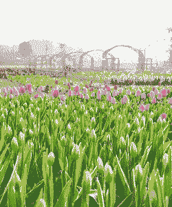 郁金香6月份可以种植吗