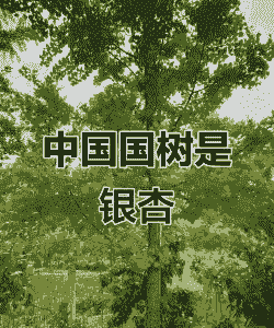 我国国树是什么树?