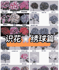 绣球花耐寒多少度